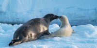 Arctic: Our Frozen Planet image