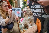 Cocker Spaniel Cafe - Liverpool image