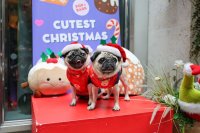 Pug Cafe Christmas - Durham image