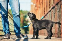 Puppy Academy 2 image