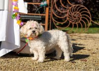 Traders fee for Paws around the park image