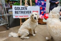 Golden Retriever Cafe - Manchester image