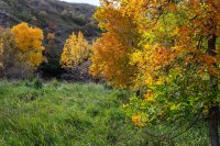 Fall Colours on the Sunshine Trolley image