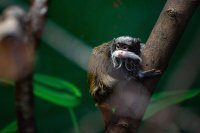 Amazonia image