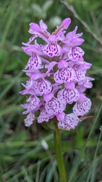 Hepple in Focus: Summer Flowers image