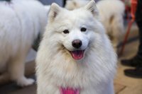 Samoyed Cafe Halloween - London image