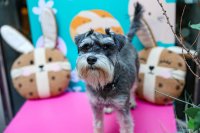 Schnauzer Cafe - Surrey image