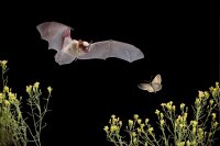 Night Crawlers : Bats + More image