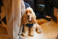 Cocker Spaniel Cafe Christmas - Edinburgh image