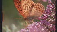 FILM: Super Nature image