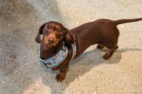 Dachshund Cafe - Southend image