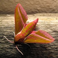 The Real Moth Club image