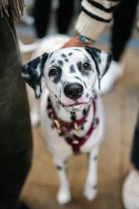 Dalmatian Cafe Halloween - London image