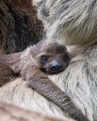 Early Access Tours: Sloths and Friends image