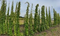 Hops for a Cause image