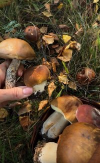Randonnée cueillette des champignons image