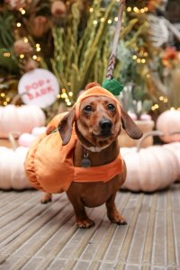 Dachshund Cafe Halloween - Oxford image