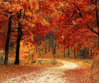 Online: 8-Class Series: Strengthening and Balancing Qi for Fall image