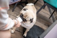 Pug Cafe - Surrey image
