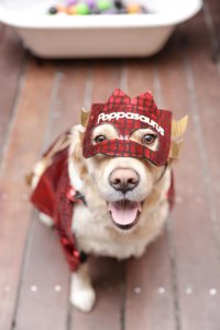 Golden Retriever Cafe Halloween - Cardiff image