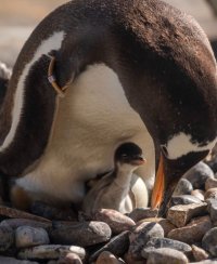 Tea and Talks: Penguins image