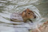 Zoofari Tours: Capybara and Amigos image