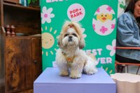 Shih Tzu Cafe - Solihull image