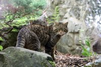 Early Access Tours: Wildcats and Legends image