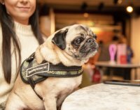 Pug Cafe - Southampton image