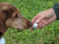 Truffle Dog Training Beginner Workshop image