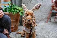 Cocker Spaniel Cafe Halloween - Derby image