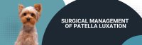Surgical Management of Patella Luxation Workshop 2026 image