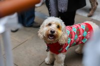 Cockapoo Cafe Christmas - Edinburgh image
