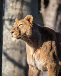 Early Access Tours: Lions and Love image