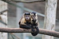 Zoofari Tours: Primate Party image