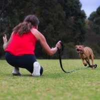 Nature Dog 1 image