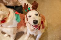 Golden Retriever Cafe Christmas - Cardiff image