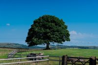 Corporate Open Day at Heaton House Farm image