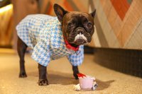 Frenchie Cafe - Southend image