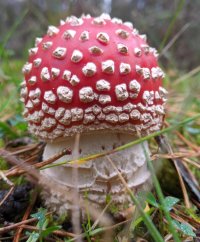 Hepple in Focus: Autumn Fungi image