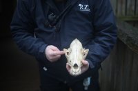 Zoo Done It? at Edinburgh Zoo image