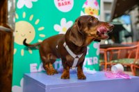 Dachshund Cafe - Bristol image
