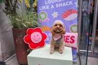 Cavapoo Cafe - Solihull image