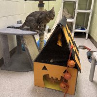 The Great Cardboard Challenge: Haunted Cat Houses image