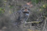 Eurowildcat Annual Conference image