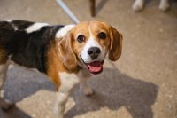 Beagle Cafe - Surrey image