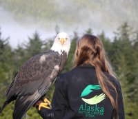 Alaska Raptor Experience image