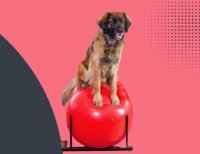 Practical Canine Rehabilitation Workshop 2026 image