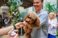 POP+BARK Ulti-Mutt Dog Cafe - Surrey image