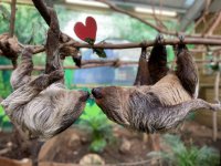 Beauty and the Beasties: Valentines Evening at the Zoo    image